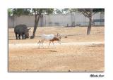 Rhinoceros & Scimitar - Horned Oryx