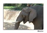 African Elephant