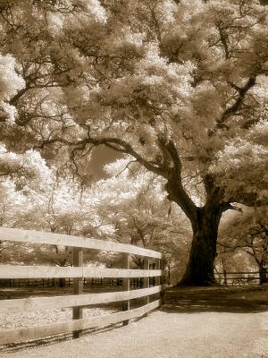 Infrared Sepia Dreams