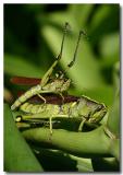 Grasshopper love
