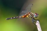 Blue Dasher