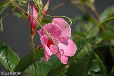DSC_6307.JPG