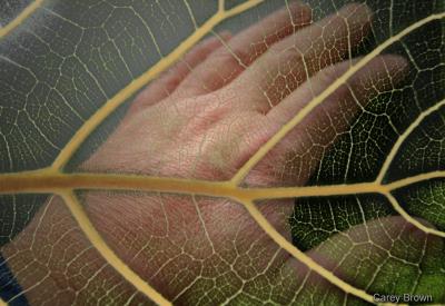 v3/62/234262/3/48575853.031211153301_vein.jpg