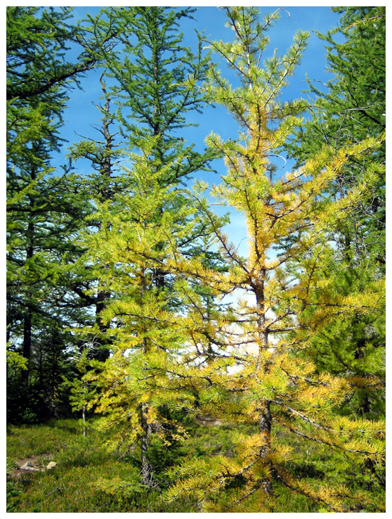 Larch Pine