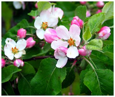 Apple Tree Flowers