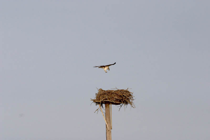 slt_stewartsisland_0619.jpg