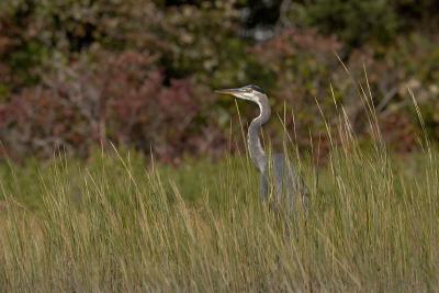 fall heron.jpg