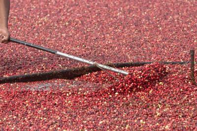 Early Cranberry Harvest