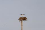 slt_stewartsisland_0620.jpg