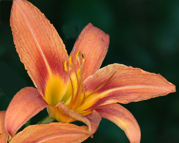 Tiger Lily