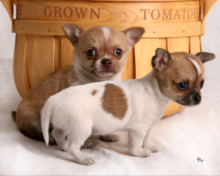 Chihuahua puppies