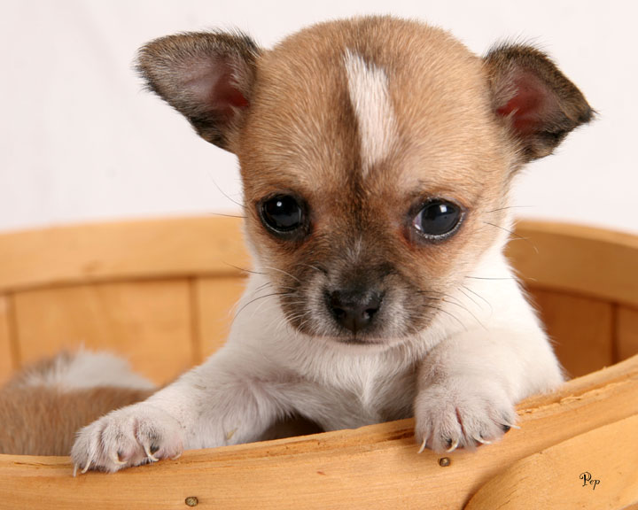 Chihuahua puppies