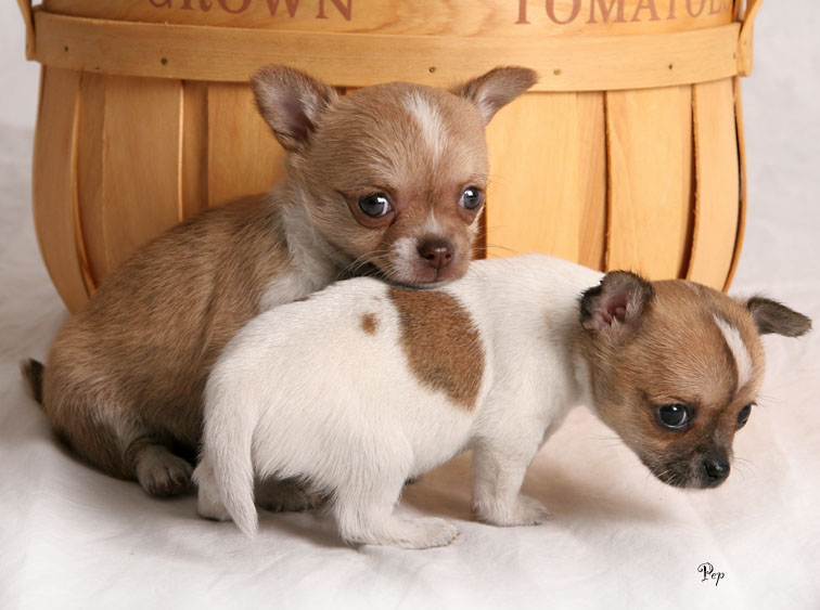Chihuahua puppies