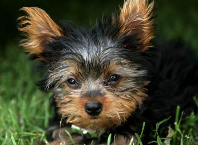 v3/62/390762/3/48282765.yorkie_0346.jpg