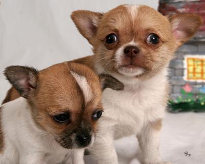 Lil Chihuahua pups