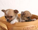 Chihuahua puppies