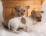 Chihuahua puppies