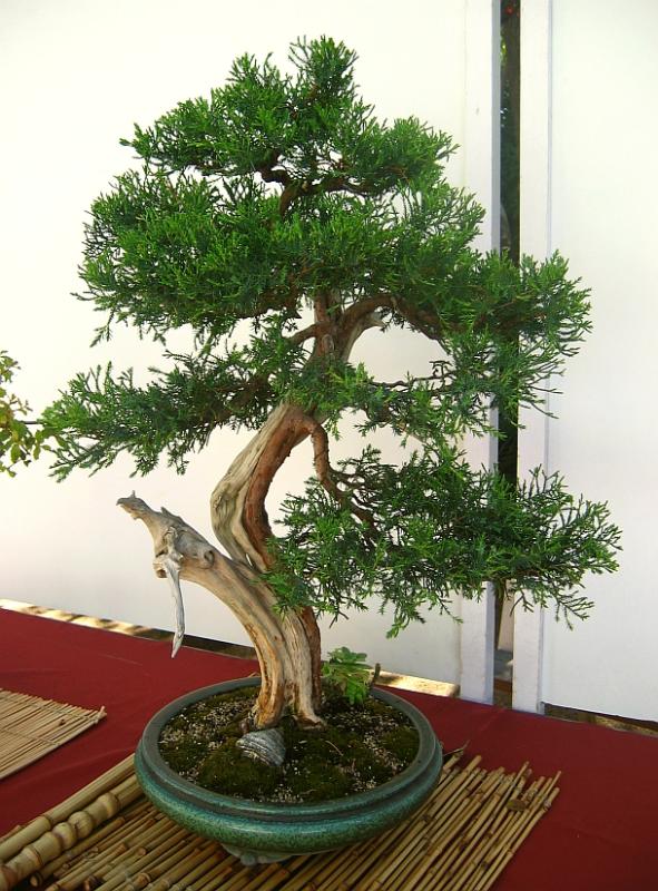 Juniperus