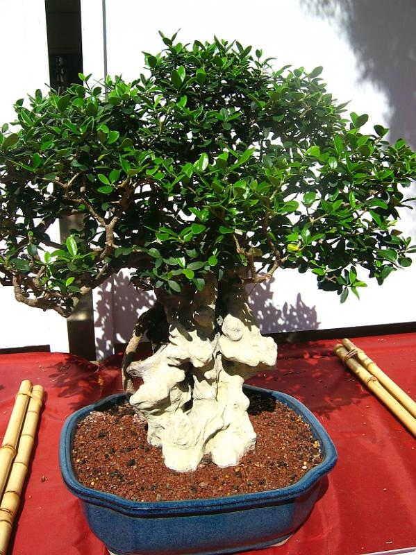 Olea Europaea