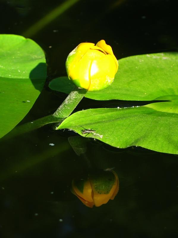 Yellow Reflection