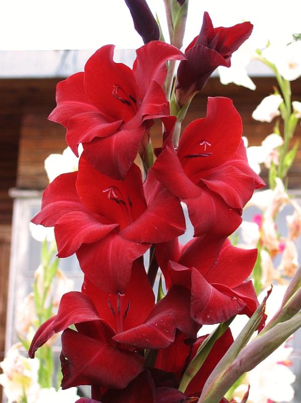 Gladiolus in Red