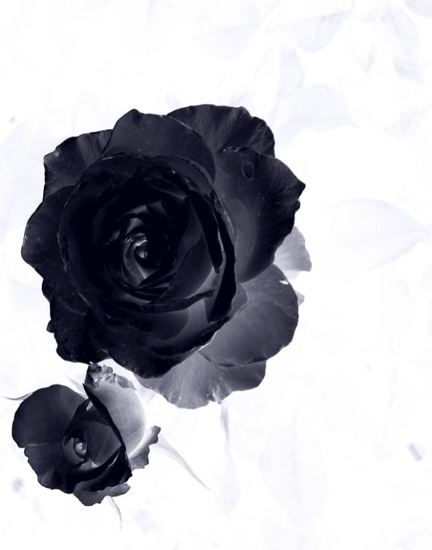 Rose photography black www.sixtakes.comraphy
