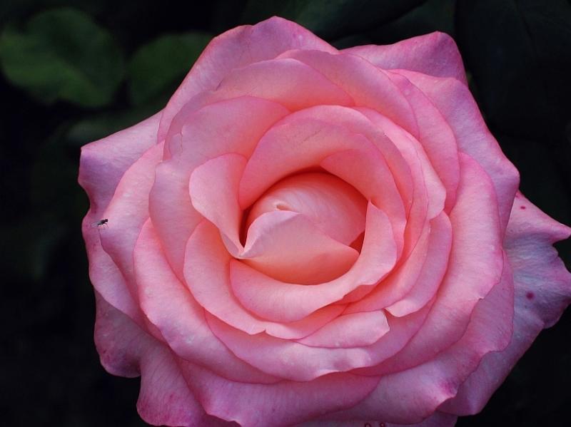  La Vie En Rose