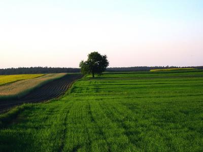Lowcza Fields