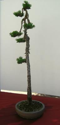Pinus Mugo