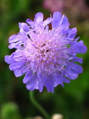 Knautia arvensis