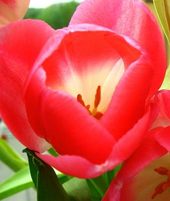 Tulip's  beauty
