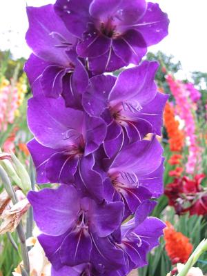 Gladiolus in Purple