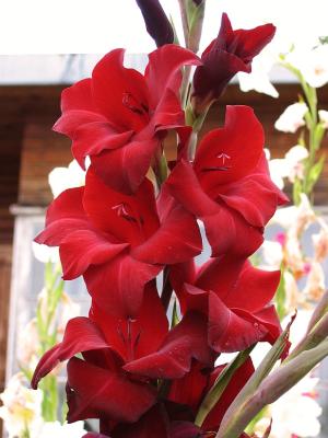 Gladiolus in Red