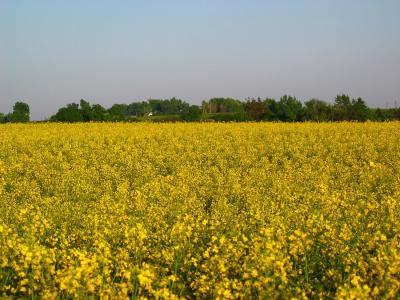 Fields near Lowcza