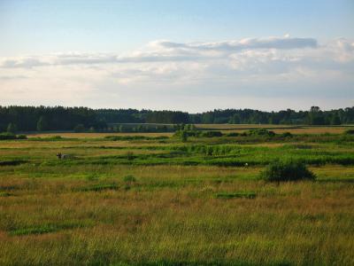 Meadow At The River