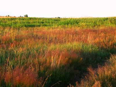 Red Grass