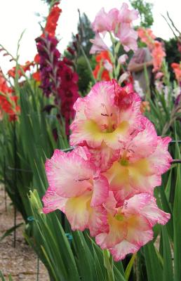 Gladiolus In Pink