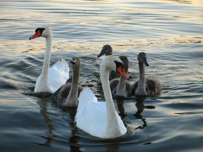 Swans Family