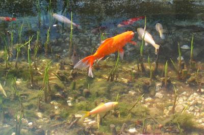 Golden Fish, Make My Wish