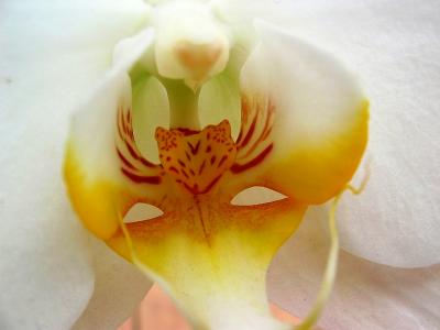 Orchid's Face