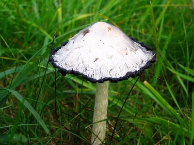 October Mushroom