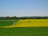 Near Horyniec