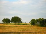 Pine trees landscape