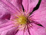 Clematis Closeup