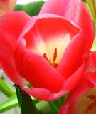 Tulips  beauty