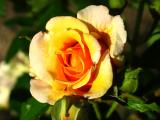Yellow Roses