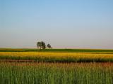 Spring Fields