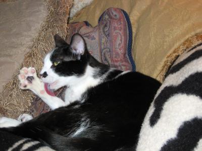043005 Mickey.jpg