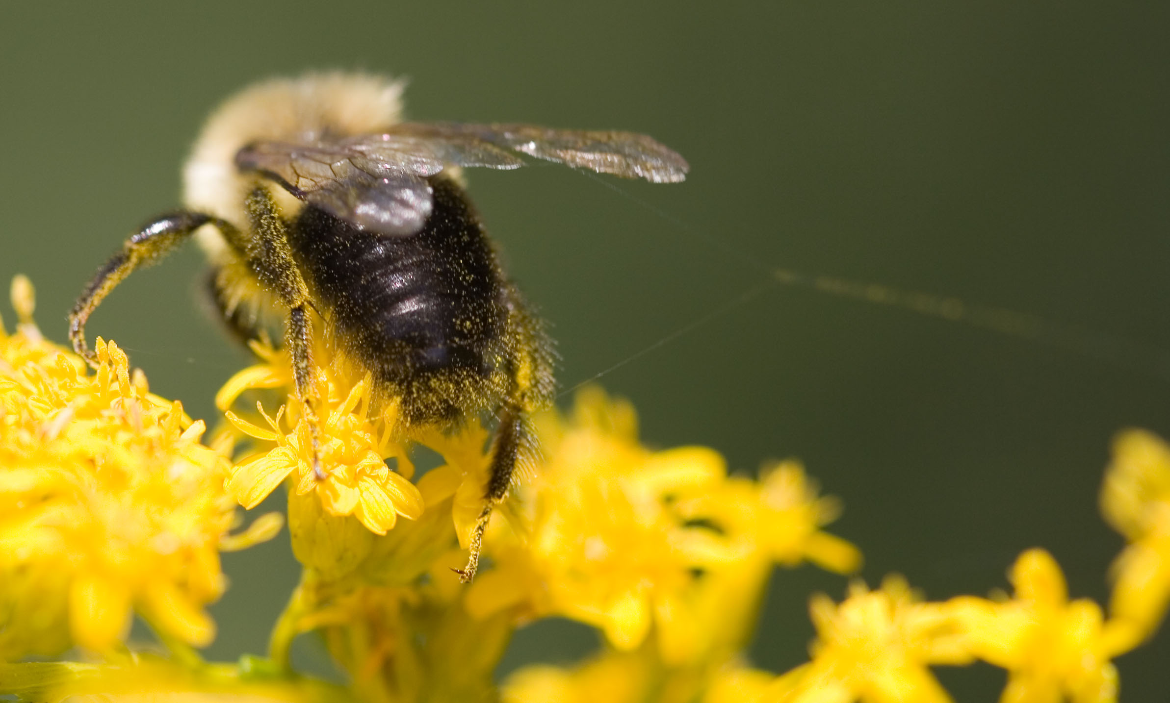 Bee Trailing a Web