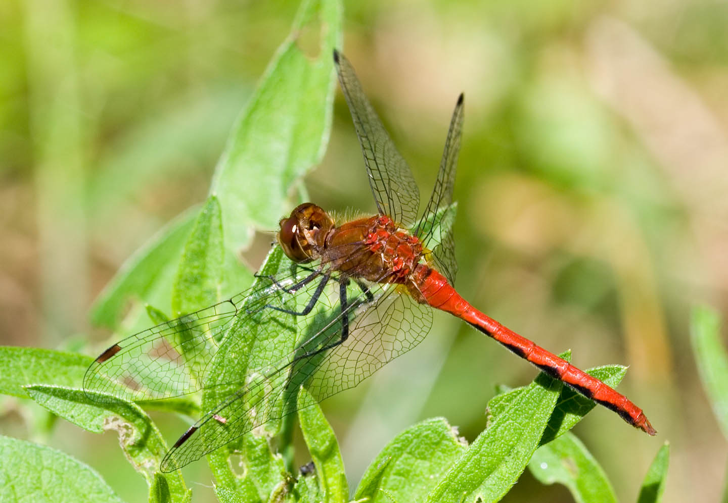 Red Dragon from top